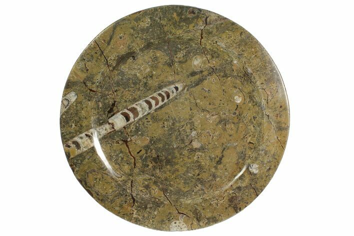 Fossil Orthoceras & Goniatite Round Plate - Stoneware #139505